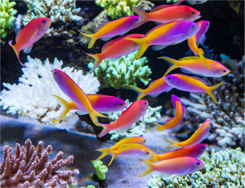Why Twice a Day Isn't Enough: Mimicking the Planktonic Buffet for High-Energy Reef Fish