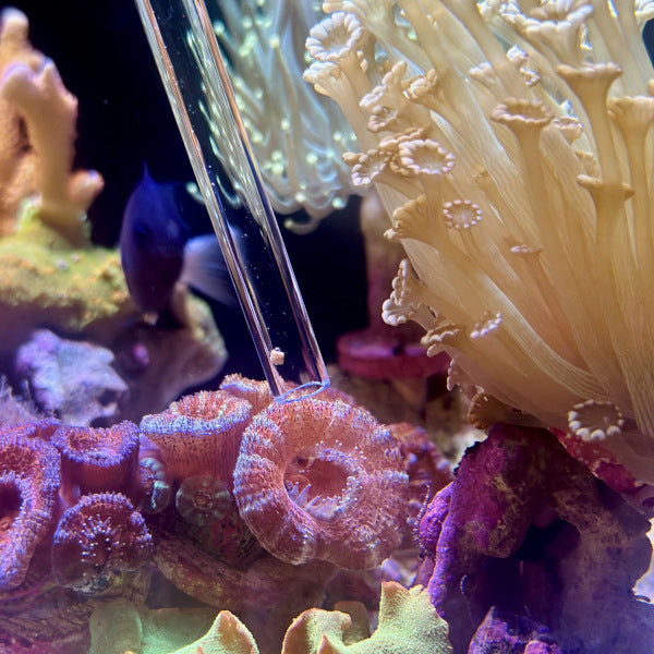 Close-up of colorful coral with a tube-like object in an aquarium setting. Avast Marine MATEY feeding